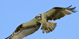 Osprey hawk-flying