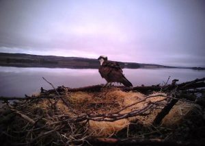 Photo taken from the nest camera of the Osprey at Llyn Brenig - Llyn Brenig reservoir near Cerrigydrudion.