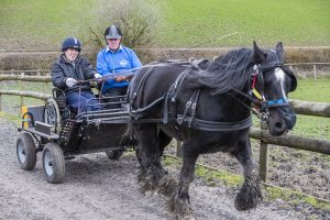 Matt Palamarczuk, boccia coach at Pendine Park has taken up carriage driving at Clwyd Special Riding Centre, Llanfynydd, after the horse he has been riding for years retired. Matt is pictured with carriage horse Jack and volunteer John Chaloner