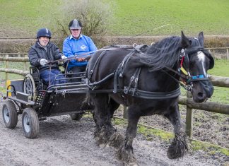 Matt Palamarczuk, boccia coach at Pendine Park has taken up carriage driving at Clwyd Special Riding Centre, Llanfynydd, after the horse he has been riding for years retired. Matt is pictured with carriage horse Jack and volunteer John Chaloner