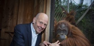 The chairman of Care Forum Wales, Mario Kreft with one of the Orangutans at Chester Zoo.