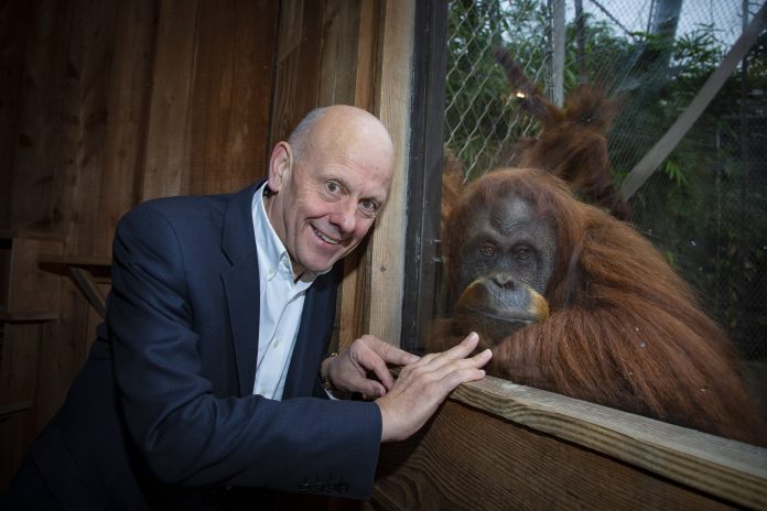 The chairman of Care Forum Wales, Mario Kreft with one of the Orangutans at Chester Zoo.