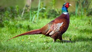 Over 57,000 factory-farmed pheasants have been released onto a Welsh university’s grounds over the past five years to be shot for ‘sport’.